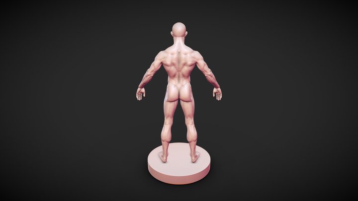 Anatomy Male v5 1 3-decimated 3D Model