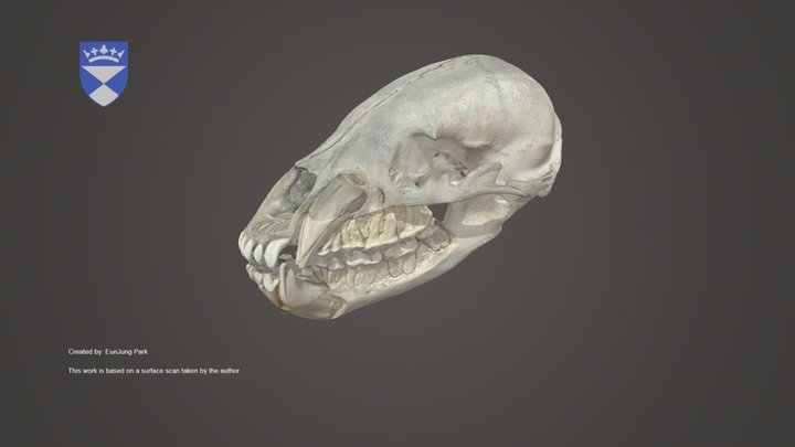 Black Bear Skull – Kostenloses 3D-Modell STL