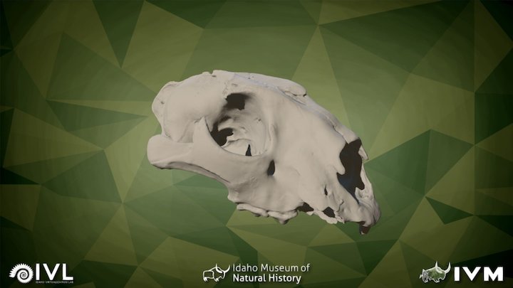 IMNH R-2372 Leopard Cranium – Modello 3D gratuito STL