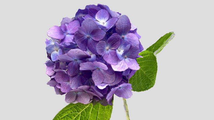 Hydrangea_purple_20220614 紫陽花 3D Model