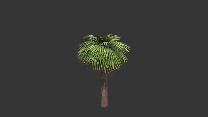 Mediteranean Palm 3D Model