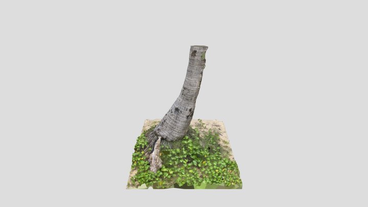 Palm Tree Trunk 1.9M 3D Model