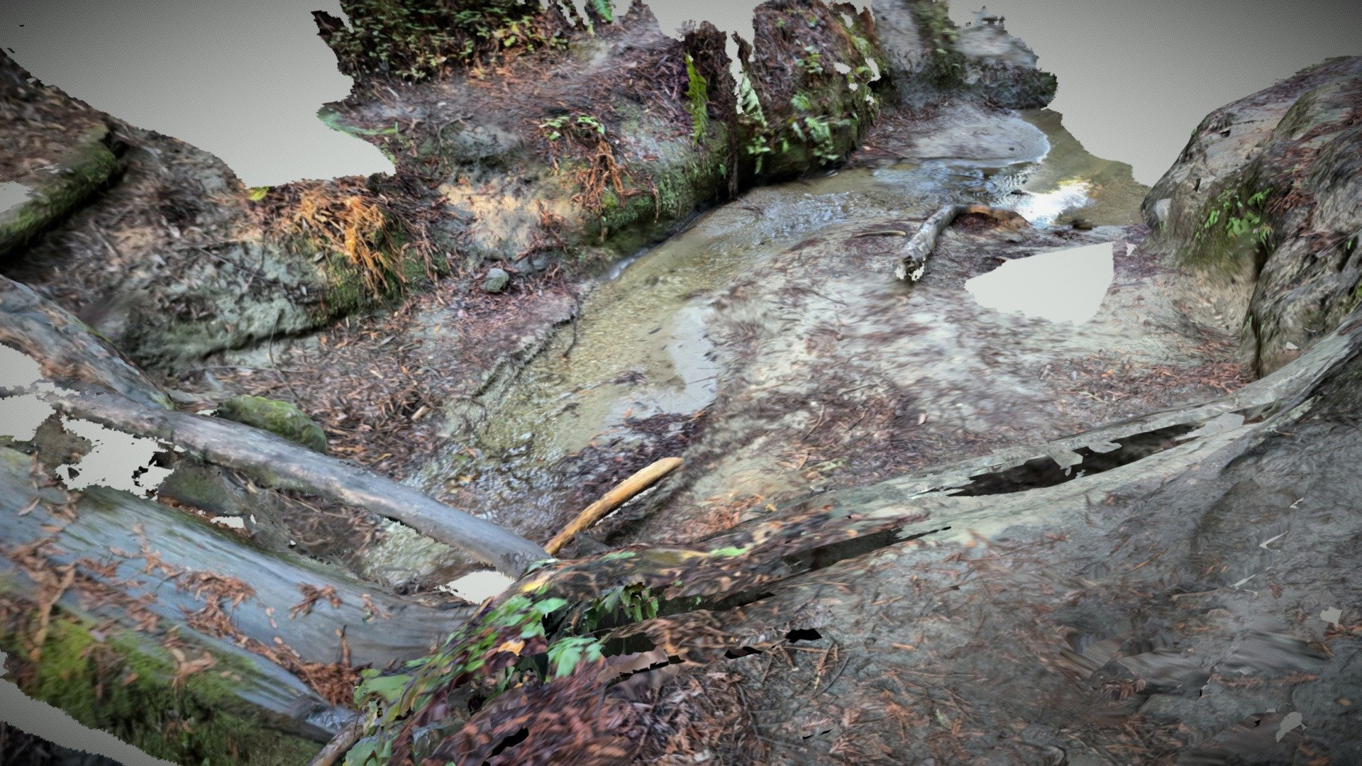 Scan of riverbed in a redwood forest