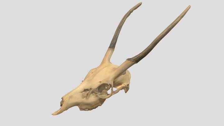 Cervus nippon_ニホンジカ_GMNH-VM-675 3D Model