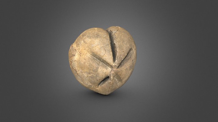 Erizo de mar Micraster (Gibbaster) 3D Model