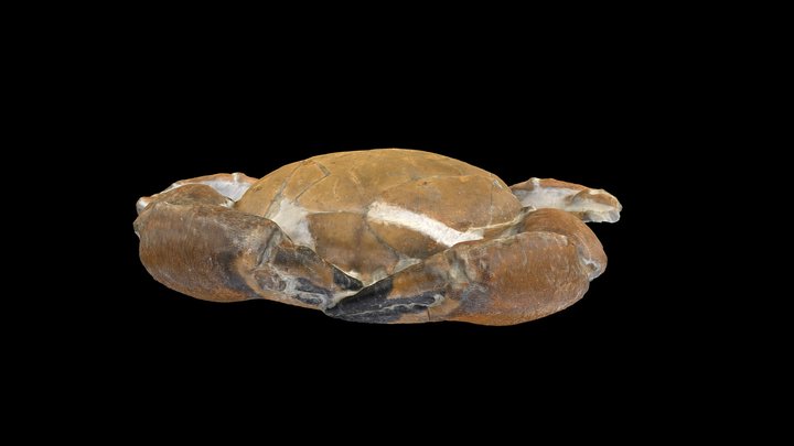 Tumidocarcinus giganteus 3D Model