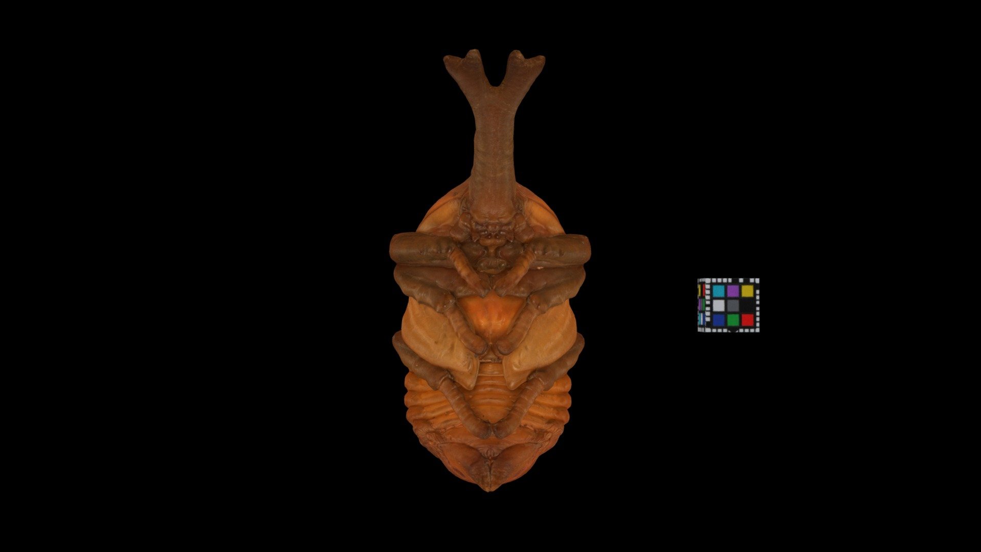 CC0 カブトムシ ♂ 蛹 Japanese Rhinoceros Beetle, Pupa - Download