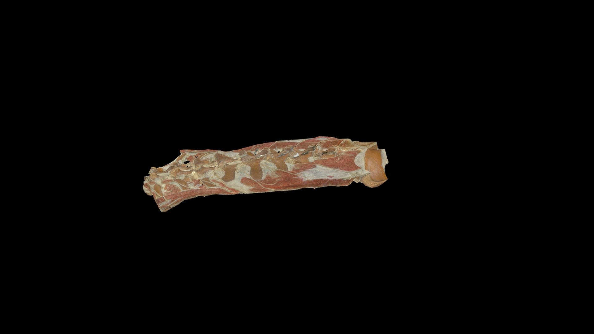 Ruminant Medulla Spinalis — Sketchfab embed 3D viewer
