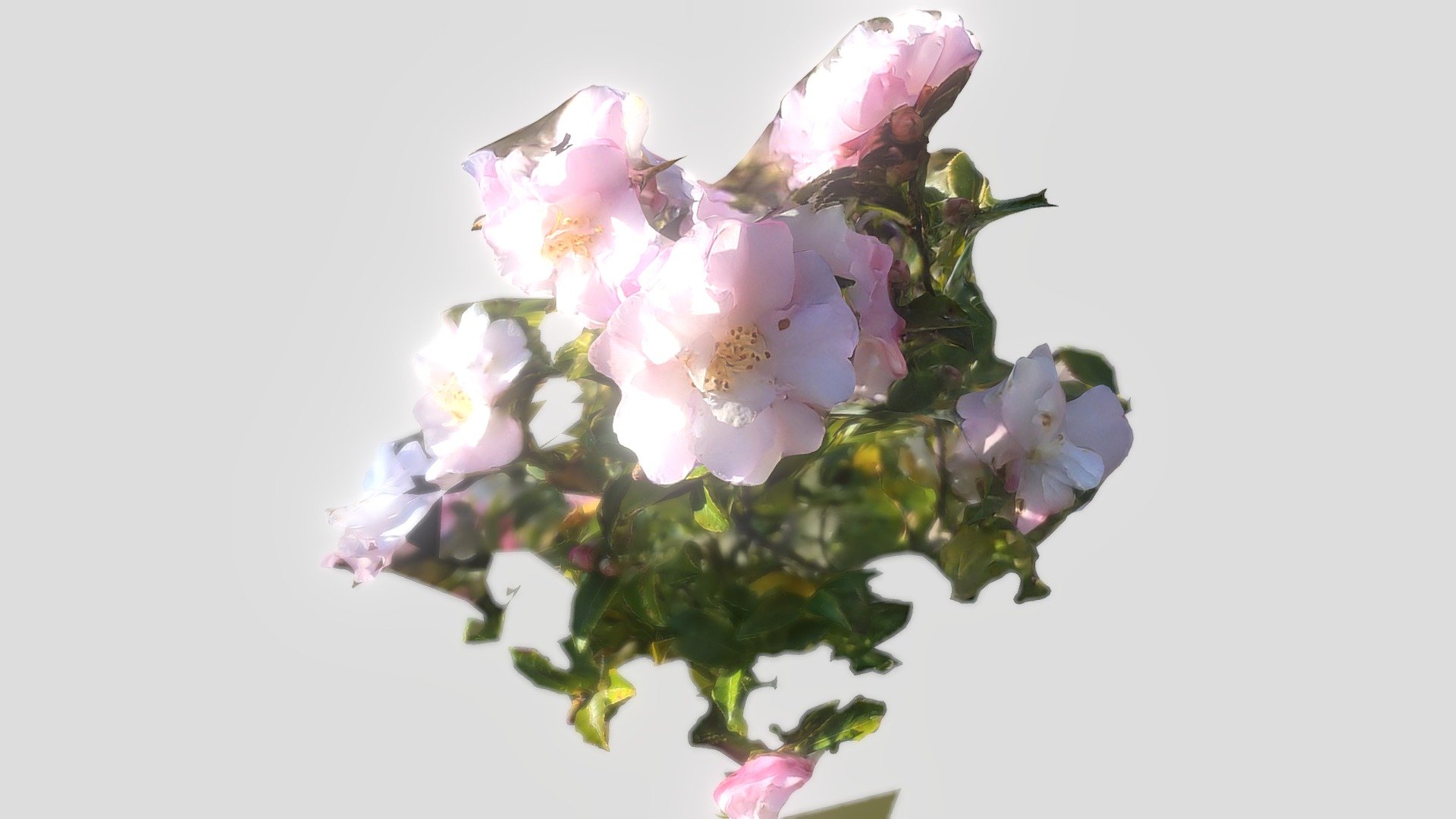 Roses