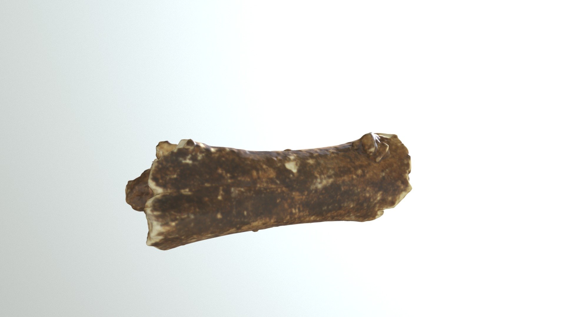 USNM V 9228 Mastodon Tibia (VCU_3D_3319)
