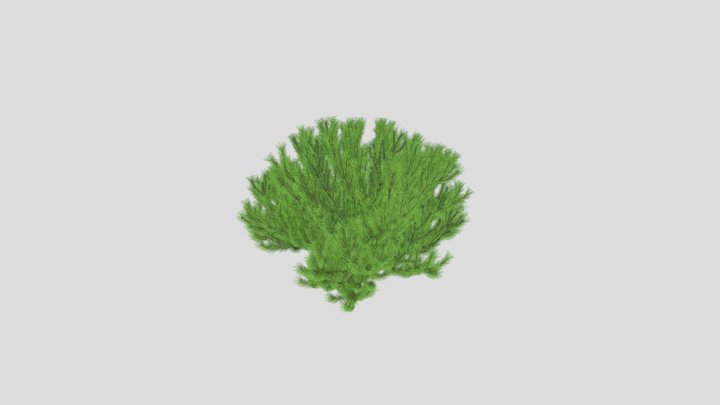 Pinus sylvestris 33 AM219 Archmodel 3D Model