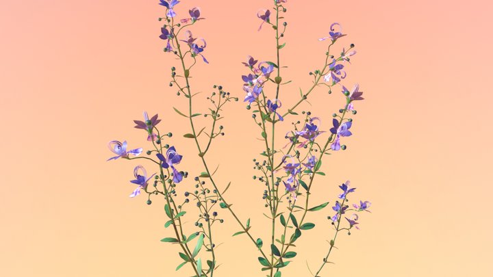 Forked Blue Curl (Trichostema Dichotomum) 3D Model