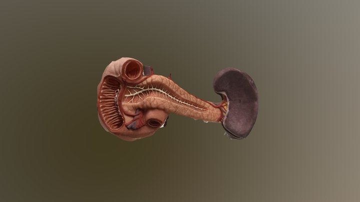Overview of Pancreas Structure 3D Model