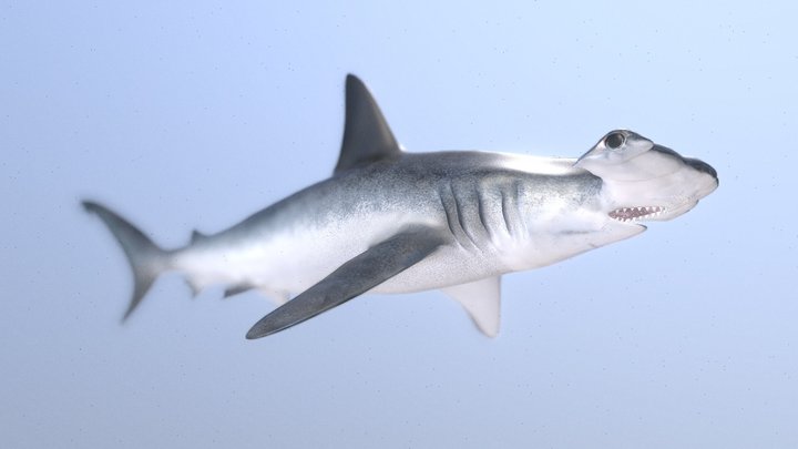 Hammerhead Shark V3 3D Model