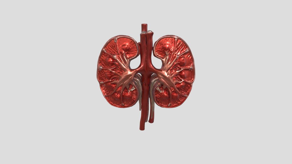 Human Kidneys - Detailed Organ Anatomy 3D Model
