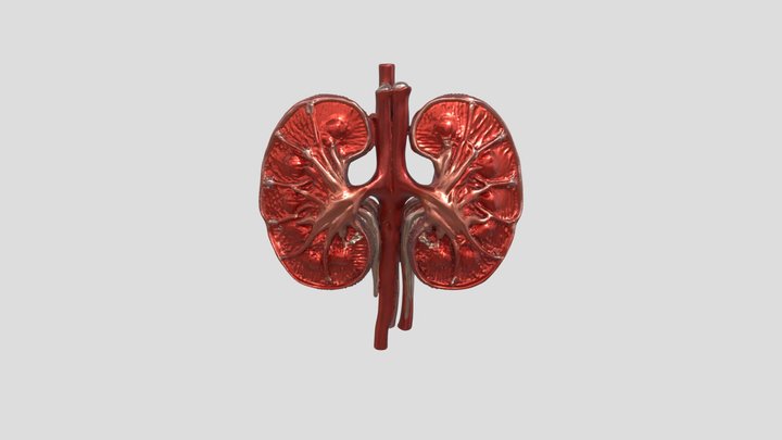 Human Kidneys - Detailed Organ Anatomy 3D Model