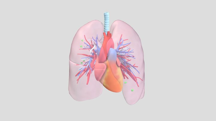Lungs, heart & vessels, trachea & bronchi 3D Model