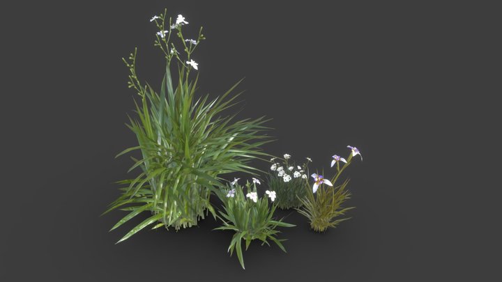 Iris Flowers (Dietes & Neomarica) 3D Model