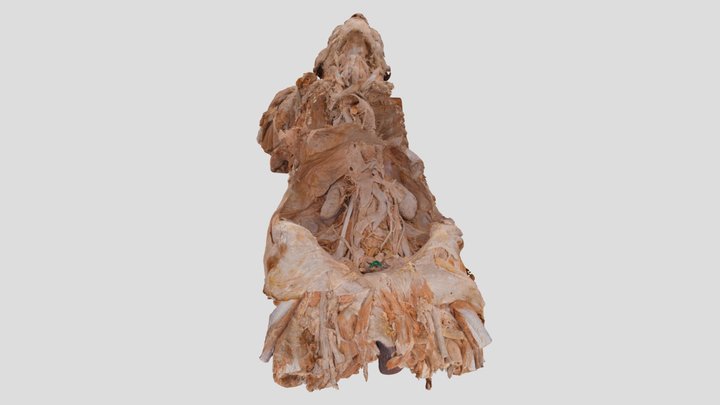 torso cadaver 3D Model