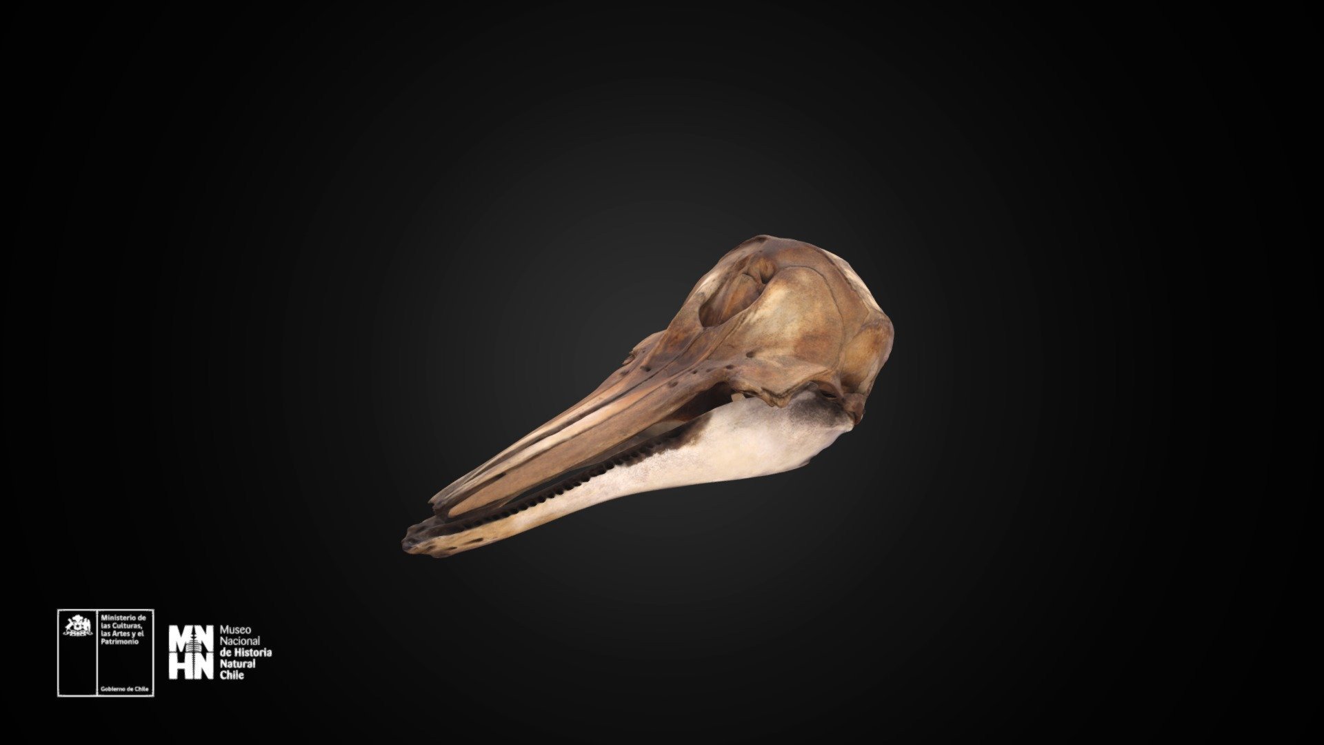 Cephalorhynchus eutropia Download Free 3D model by Museo Nacional de