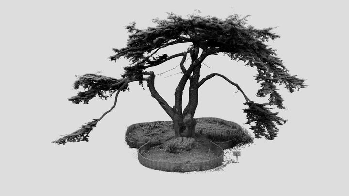 Blenheim Cedar (the 'Harry Potter' tree) 3D Model