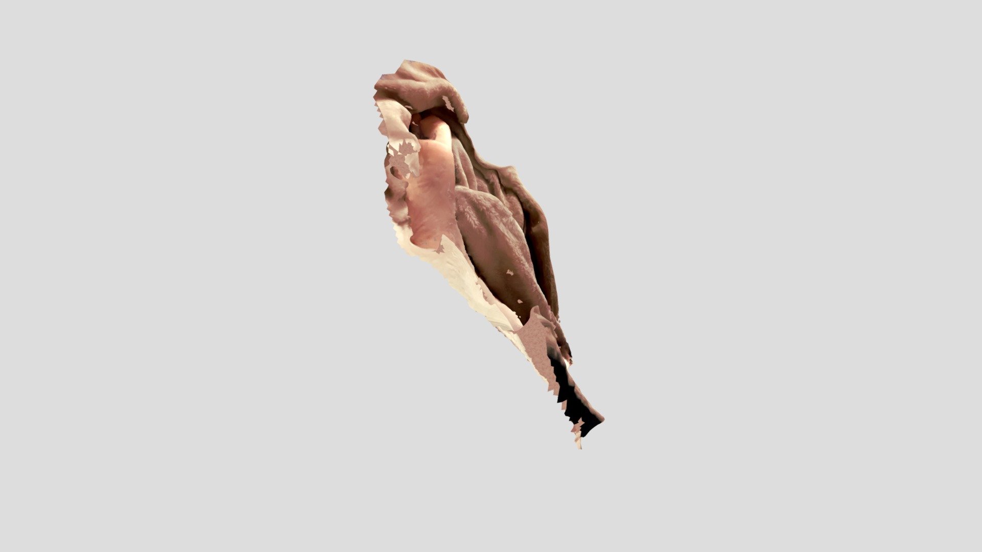 foot