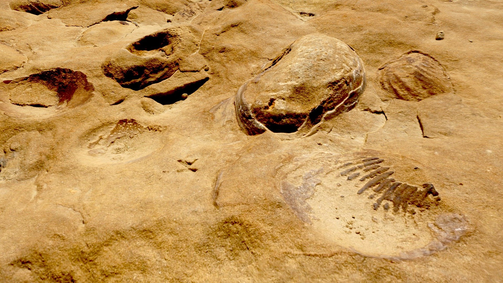 Fossil  Clam Shells
