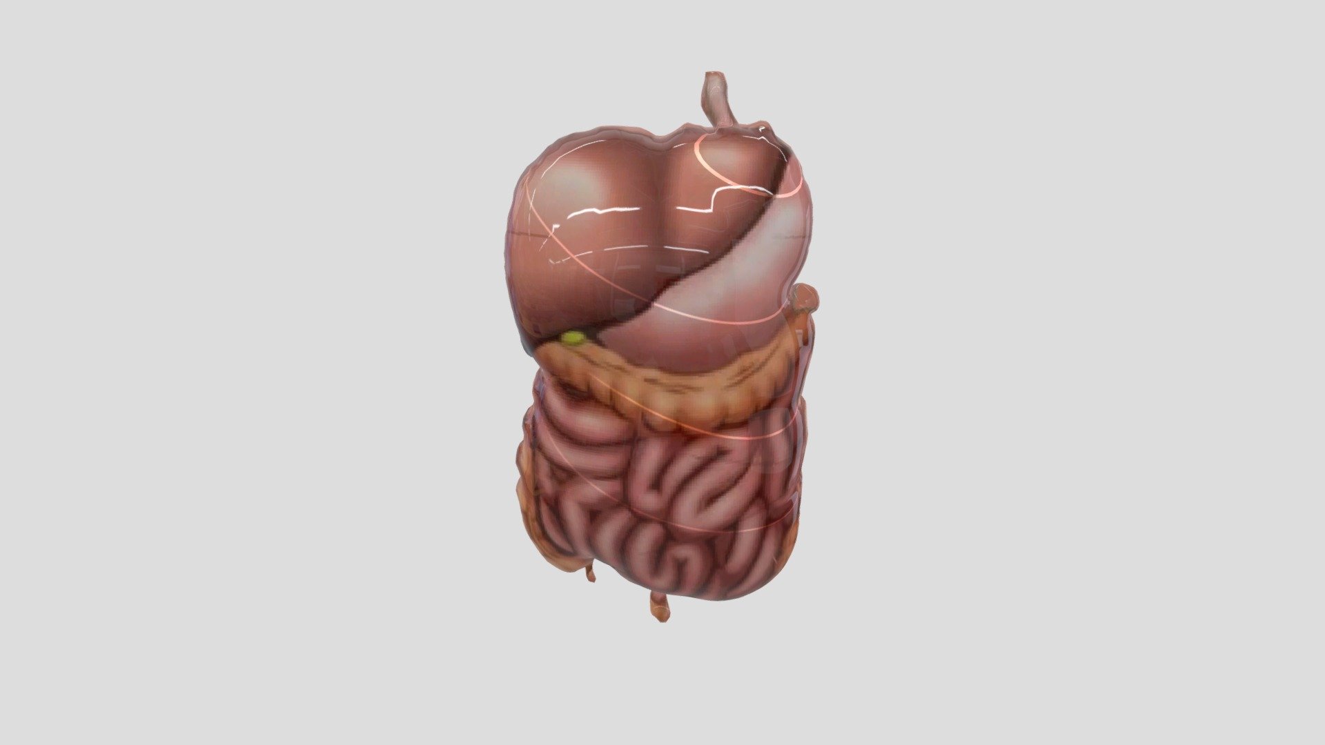 Organ dalam tubuh manusia