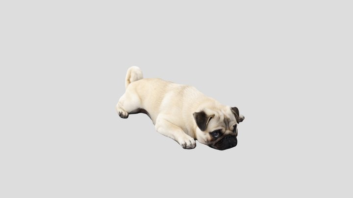 pug 3D Model