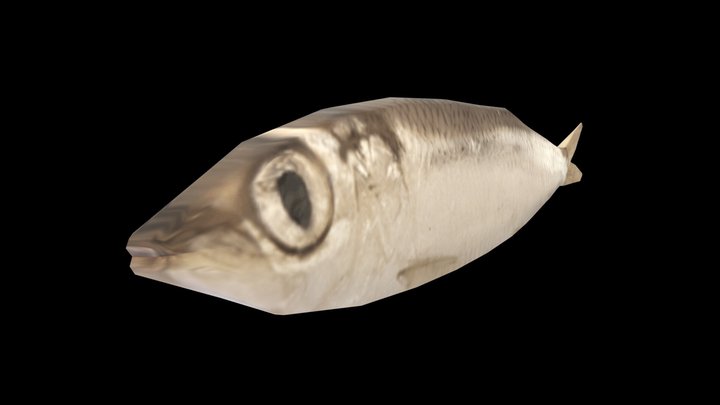 LUXURY FISH ＜＞＜ 3D Model