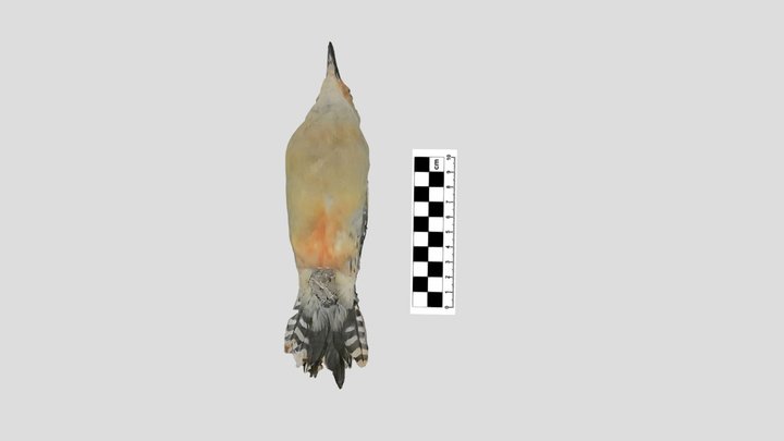 Picidae: red-bellied woodpecker (male) 3D Model
