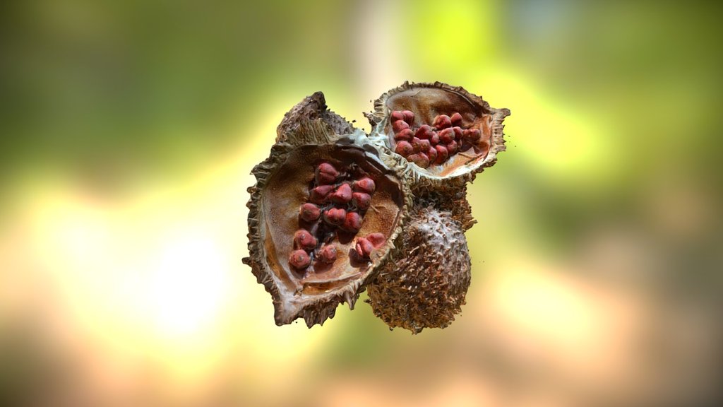 Urucum ( Annatto Seeds)