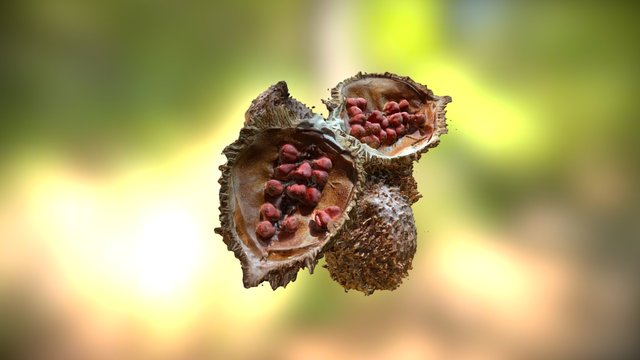 Urucum ( Annatto Seeds) 3D Model