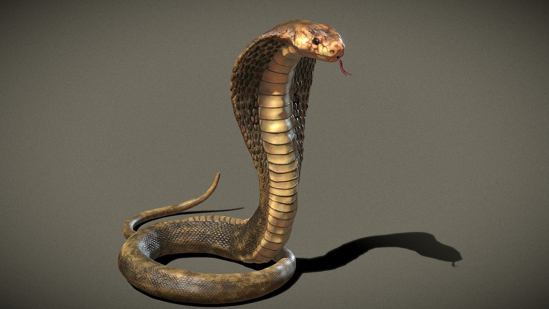 Naja Snake - Buy Royalty Free 3D model by Hvbris [8fea41f] - Sketchfab ...