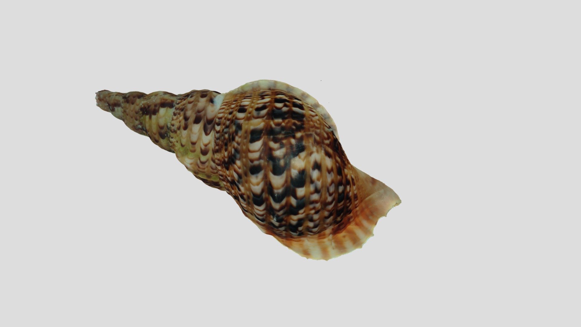 Charonia tritonis after 2/3 whorl growth