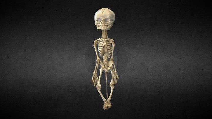 Esqueleto Neonato/Newborn squeleton 3D Model