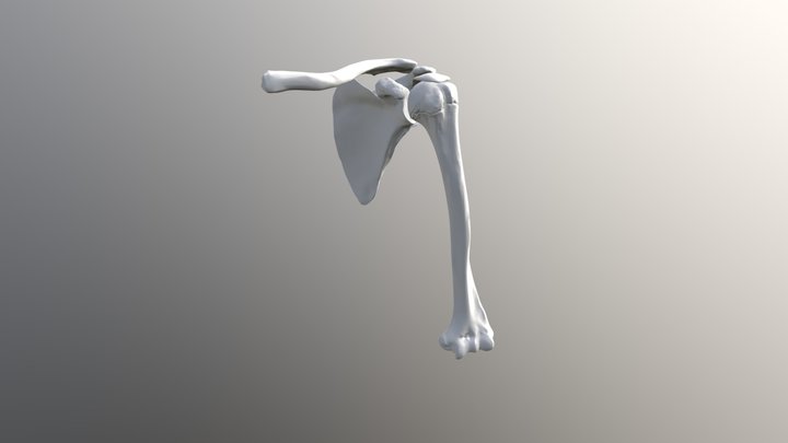 Shoulder- Ball and Socket Joint 3D Model