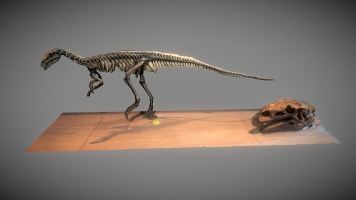 Coelophysis bauri 3D Model