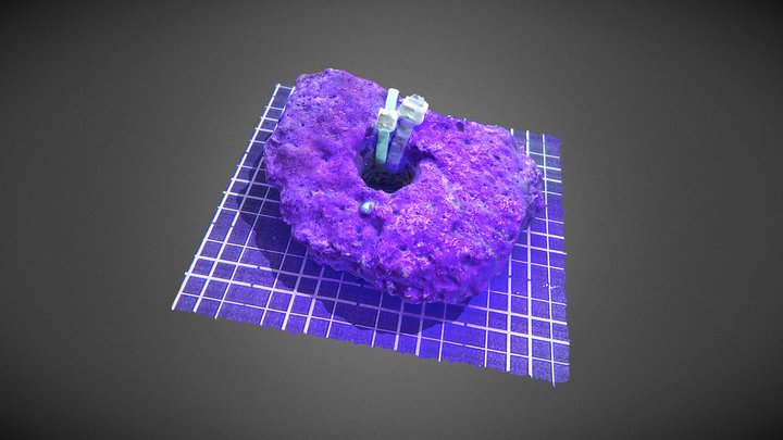Fluorescent recruit (Diploria labyrinthiformis) 3D Model