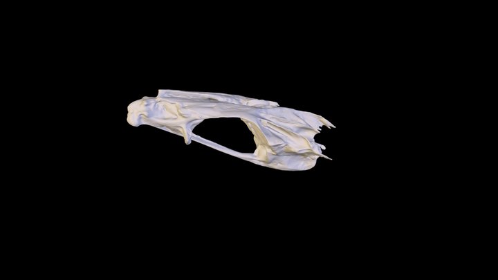Mackey Kingfish Neurocranium 3D Model