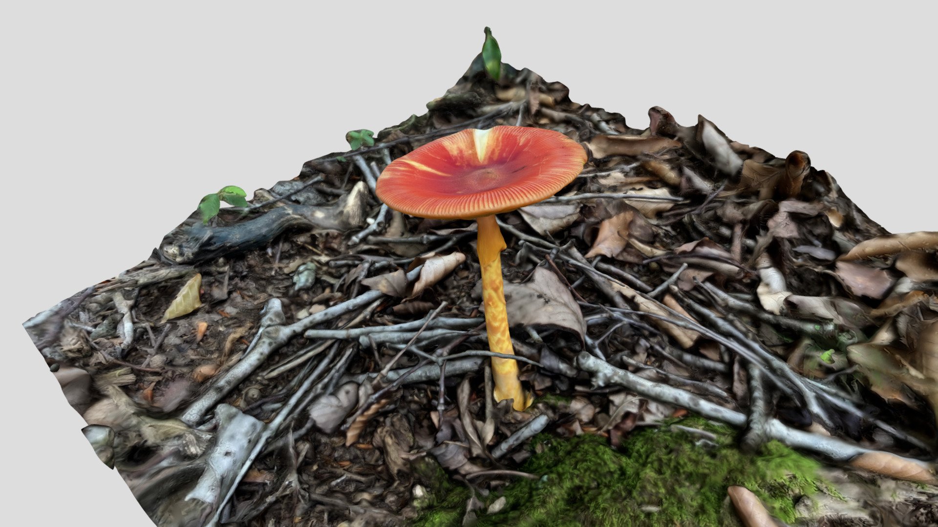 Amanita caesareoides （タマゴタケ）