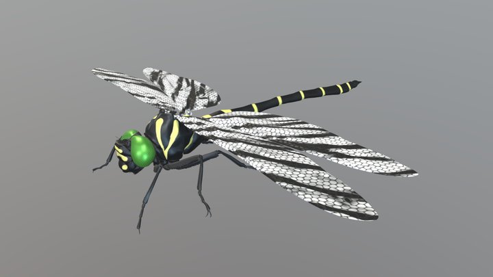insect