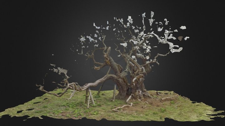 Oldest Tree 3m 3D Model