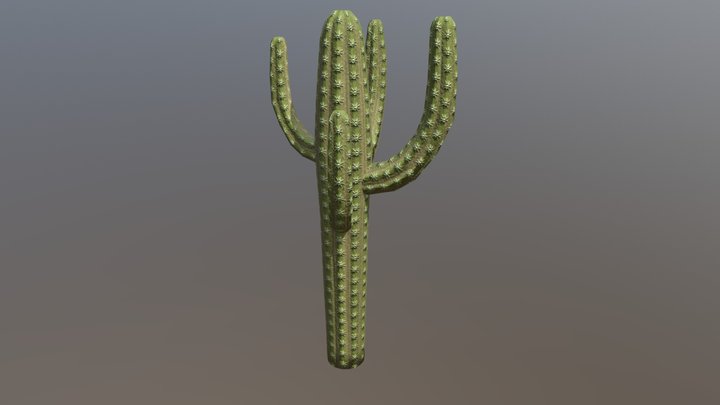 Cactus Verde 3D Model
