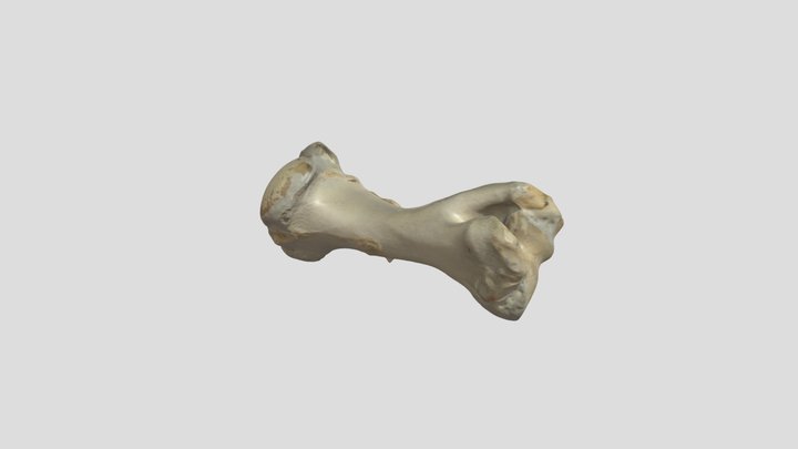 Art Deptartment Bone 1 3D Model