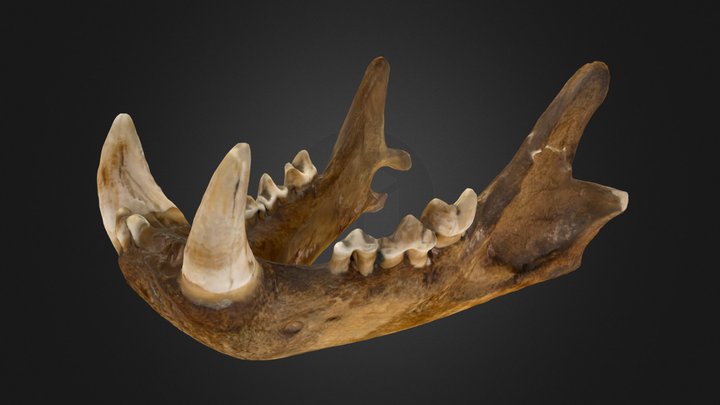 mâchoire inférieure lion – Modèle 3D gratuit STL