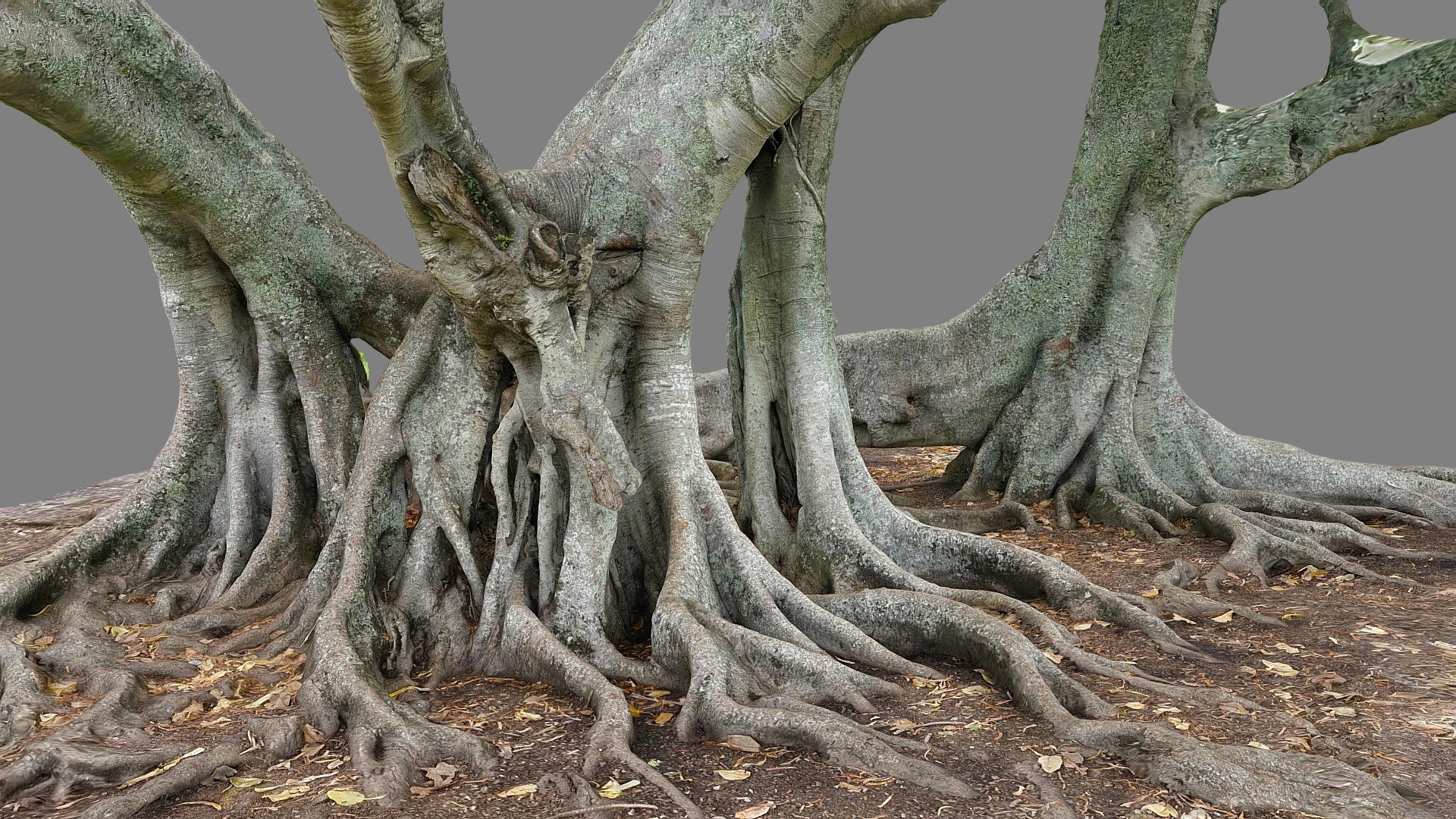 Moreton bay fig with multiple trunks