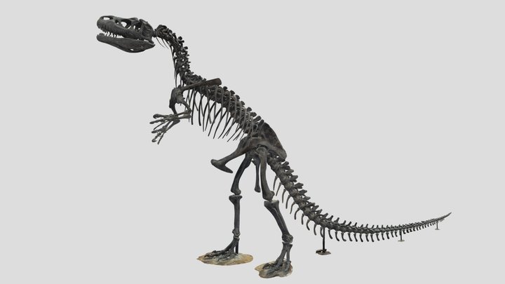 アロサウルス　Allosaurus 3D Model