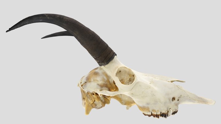 UWYMV:Mamm:6723, Oreomnos americanus, Crania – Kostenloses 3D-Modell STL