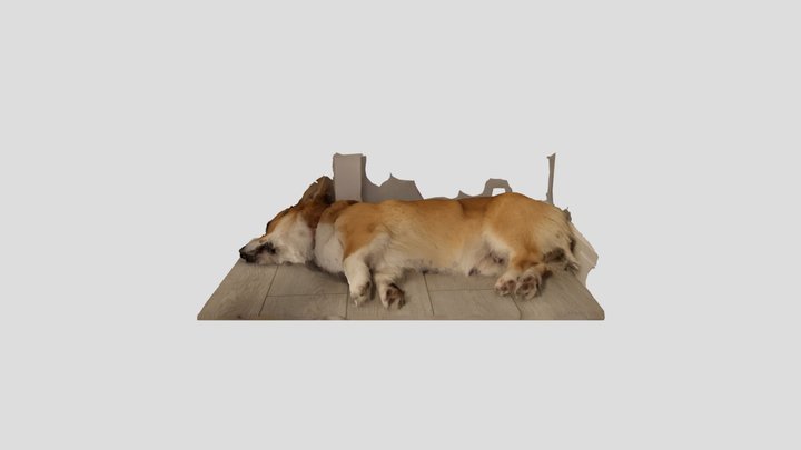Corgi the dog 3D Model